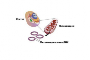 A mitokondrium jellemzői, szerepe és szerkezete